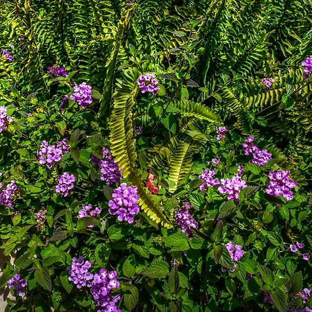 Gran Guadalpin Banus Μαρμπέλλα